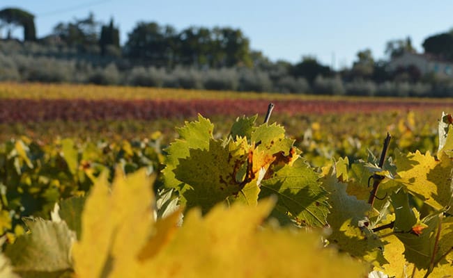 Grand Wine Tour in Toscana a Montalcino, Montepulciano, Chianti e Cortona